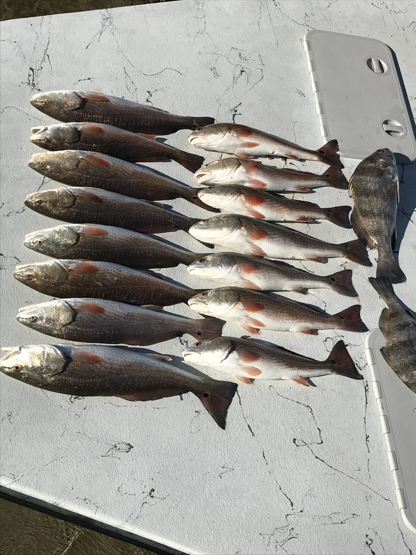 Charter catch and trip photo